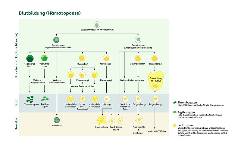 Dargestellt ist die Entwicklung von Blut- und Immunzellen des Menschen